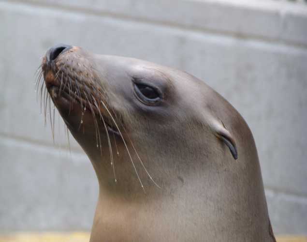 California sea lion Hoolah