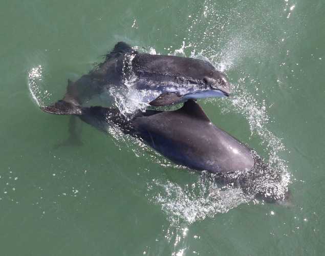 Aerial view of two mating porpoises in San Francisco Bay