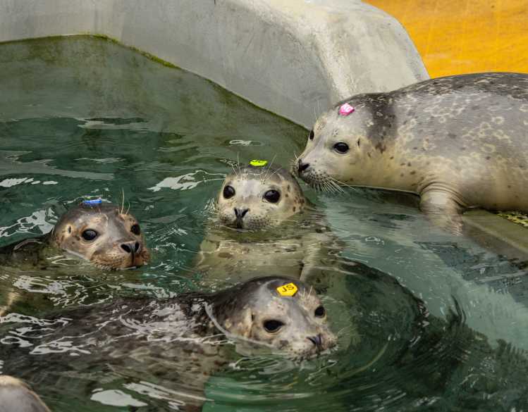 Four harbor seal pups with uniquely colored and labeled tags on their head swim in a pool during rehabilitative care.