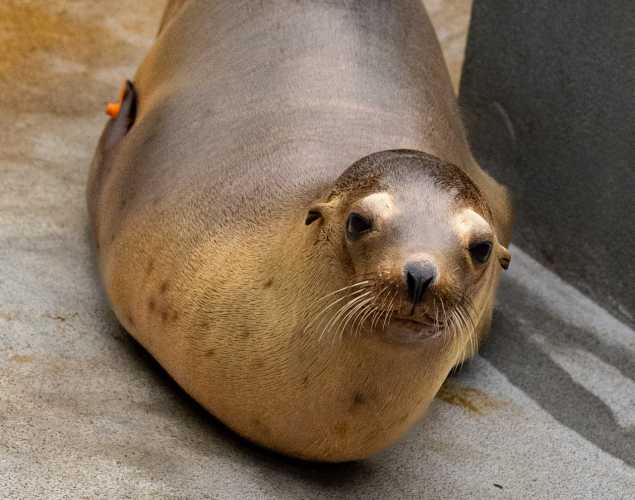 california sea lion lorax