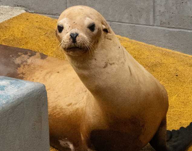 handball california sea lion