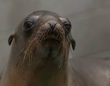 California sea lion