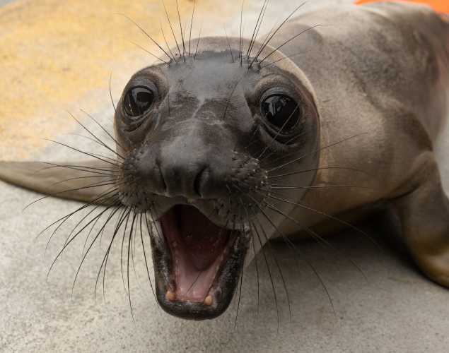 northern elephant seal Samaloo
