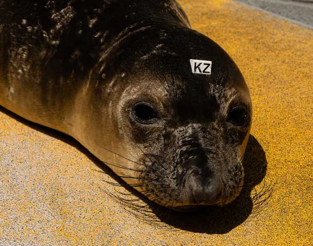 northern elephant seal Huelga