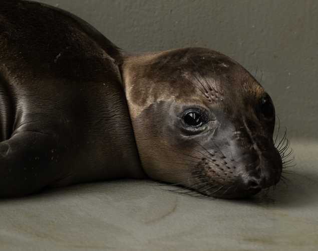northern elephant seal Leiday