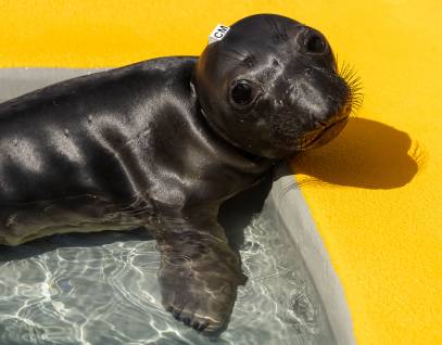 northern elephant seal Seadoon