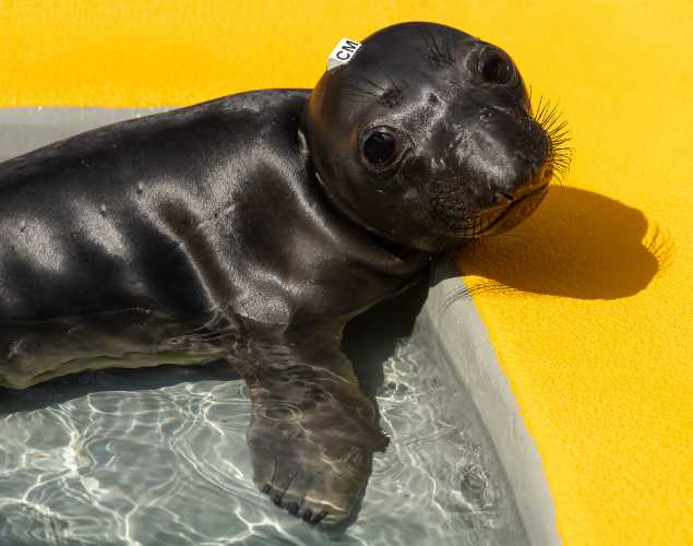 northern elephant seal Seadoon