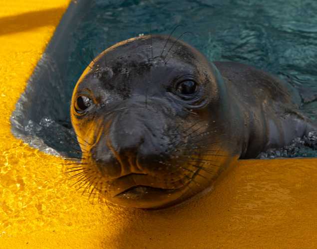 northern elephant seal Piney