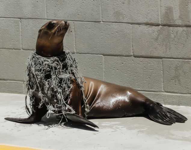 California sea lion Loki wrapped in fishing gear