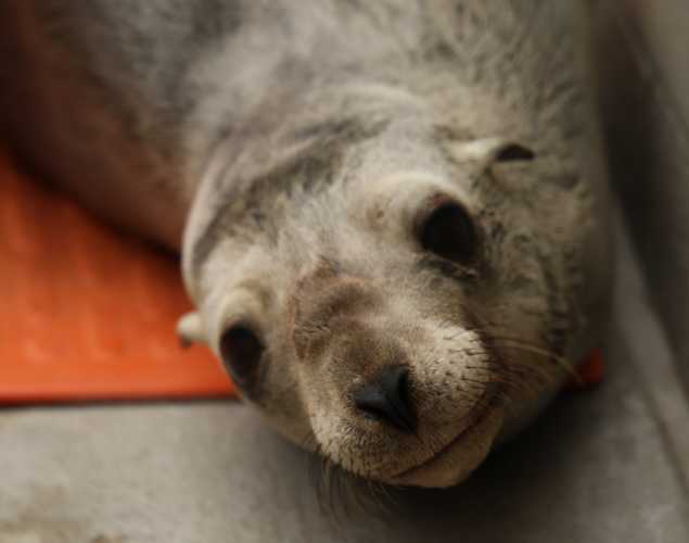 California sea lion Akee