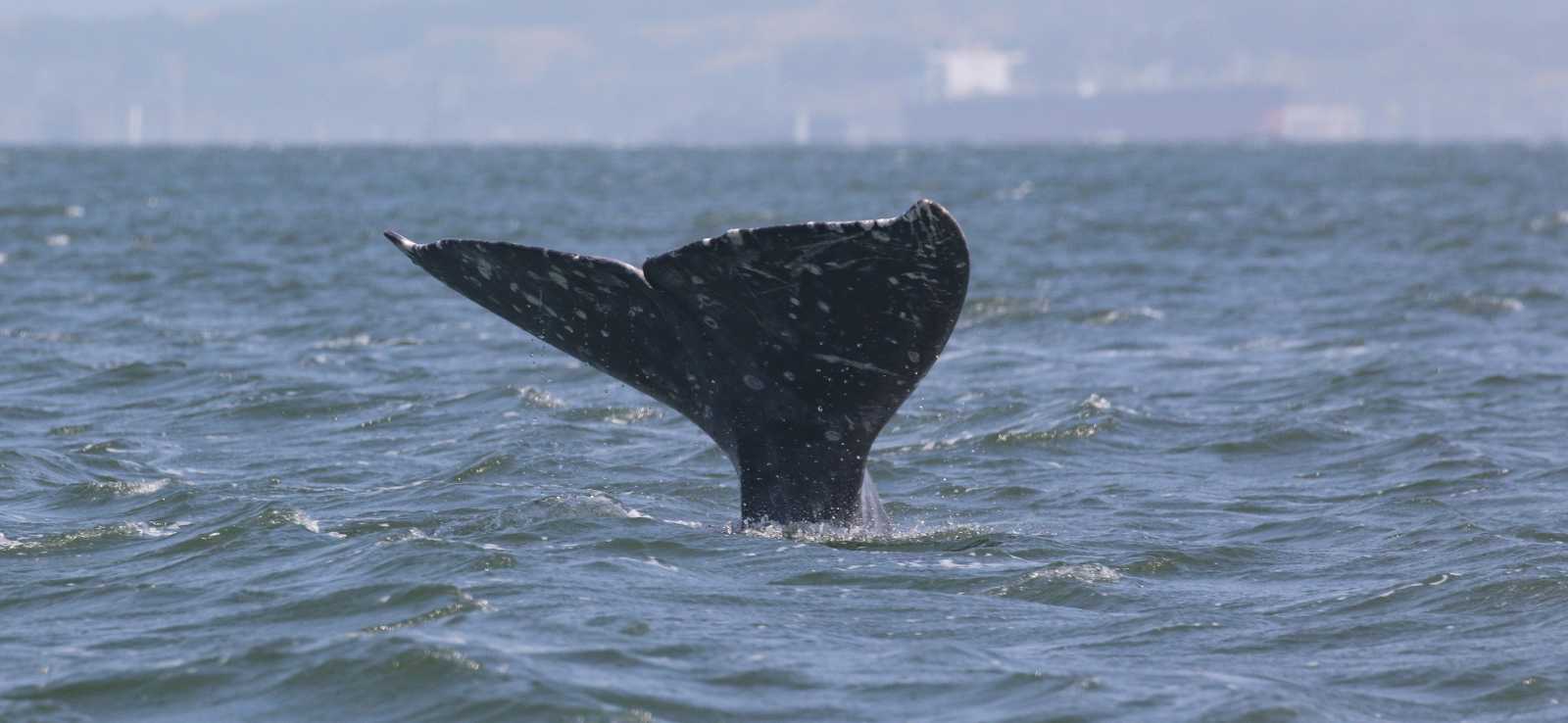 grey whale "Oreo" fluke diving