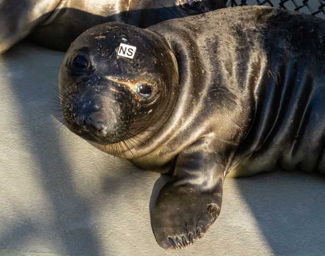 northern elephant seal Torrey