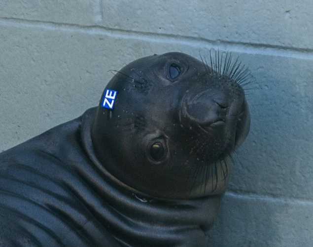 northern elephant seal Shabang