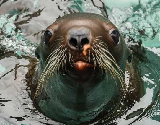 Steller sea lion Ersa