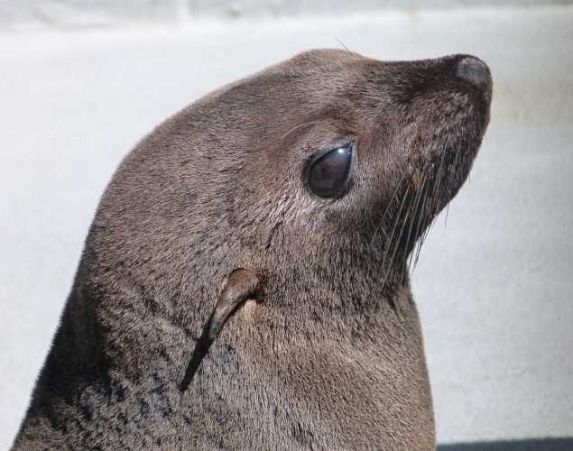 Guadalupe fur seal Chompers