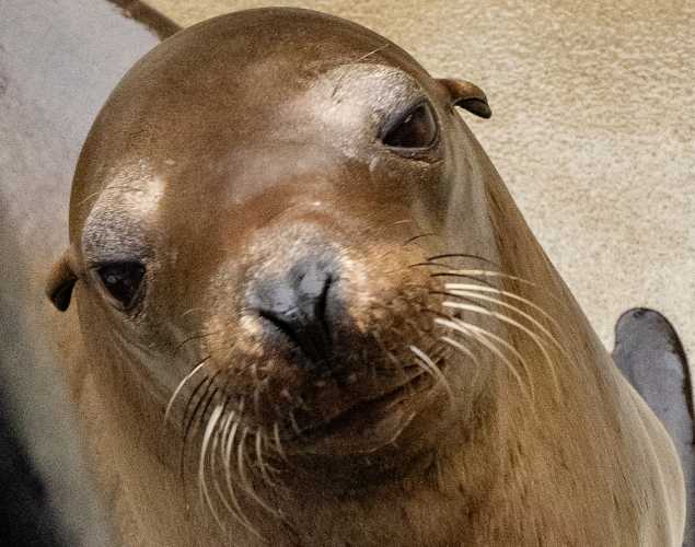 stump california sea lion
