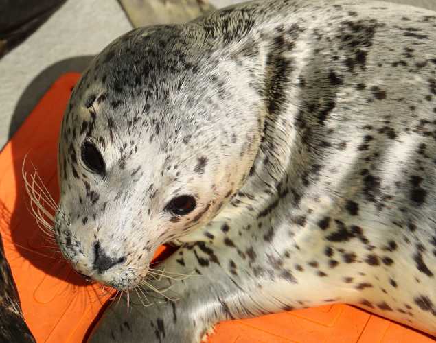 harbor seal Zephyr