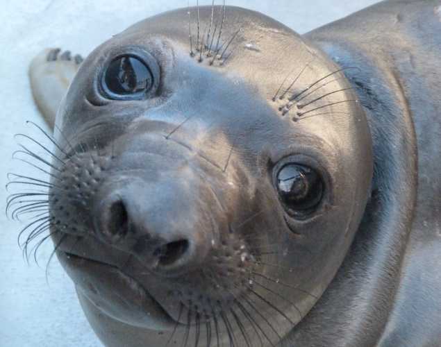 northern elephant seal Raoul