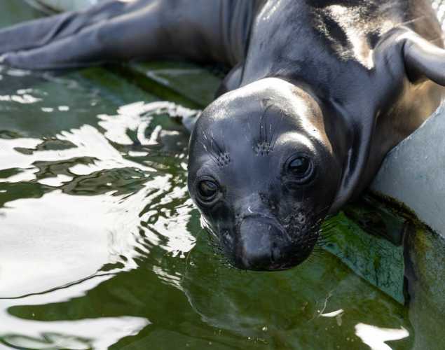 elephant seal chatterbox