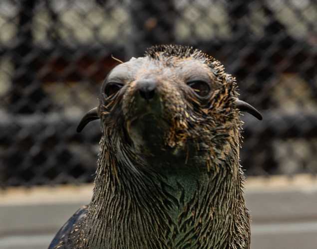 Guadalupe fur seal Twofur