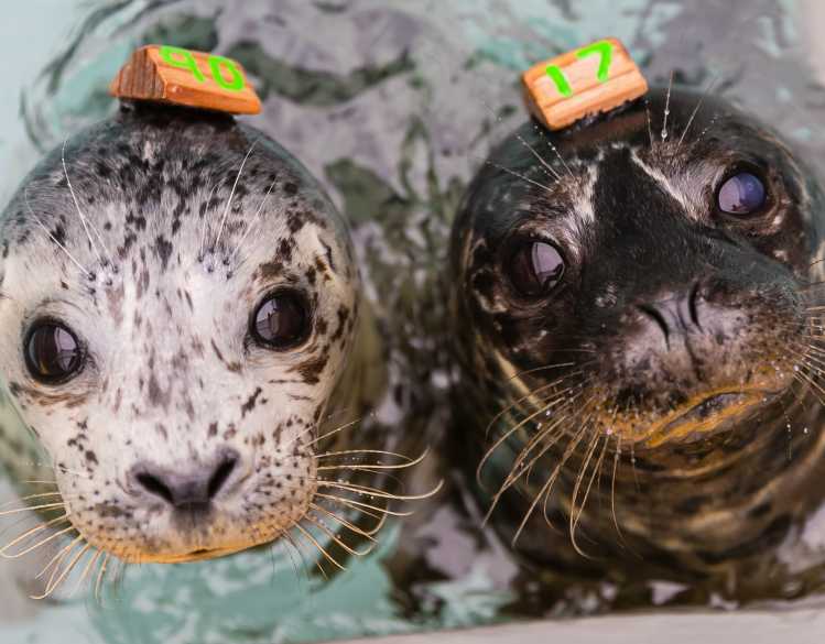 harbor seals Astrid and Webby