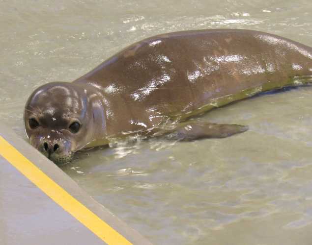 Hawaiian monk seal Mele