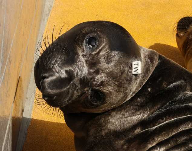 northern elephant seal Emanon