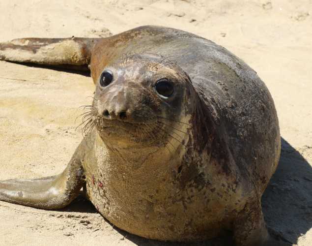 northern elephant seal Copepod