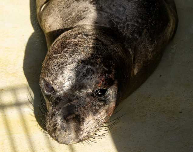 elephant seal olympic