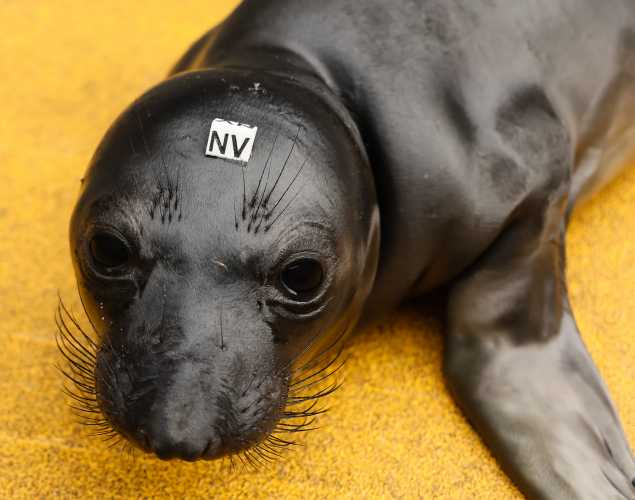 northern elephant seal Nautilus