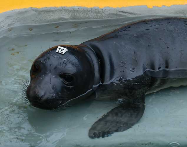 northern elephant seal Brulee