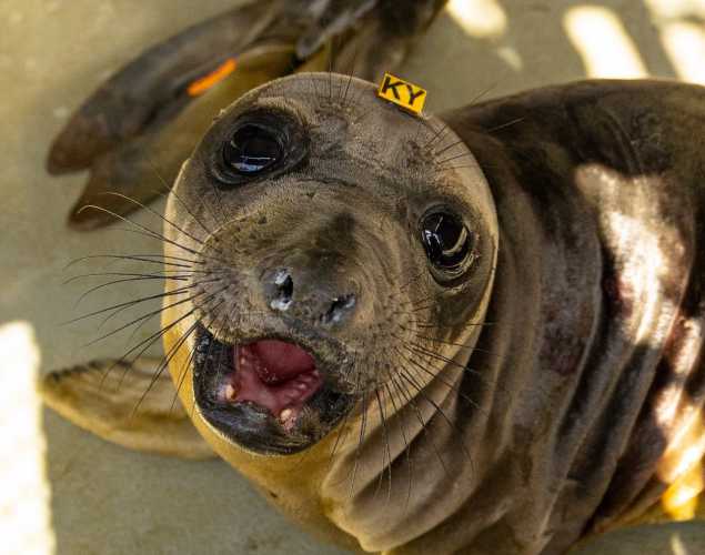 northern elephant seal pup cordell