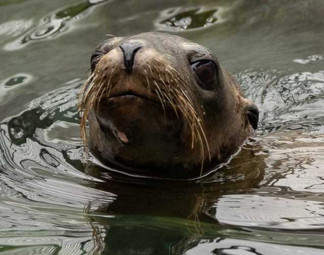 celebrity california sea lion