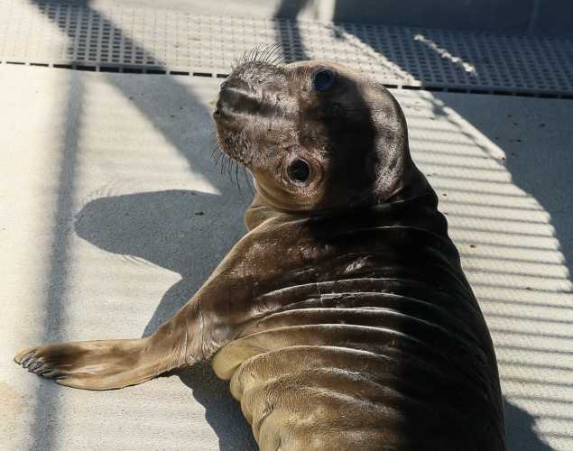 northern elephant seal Kintaro