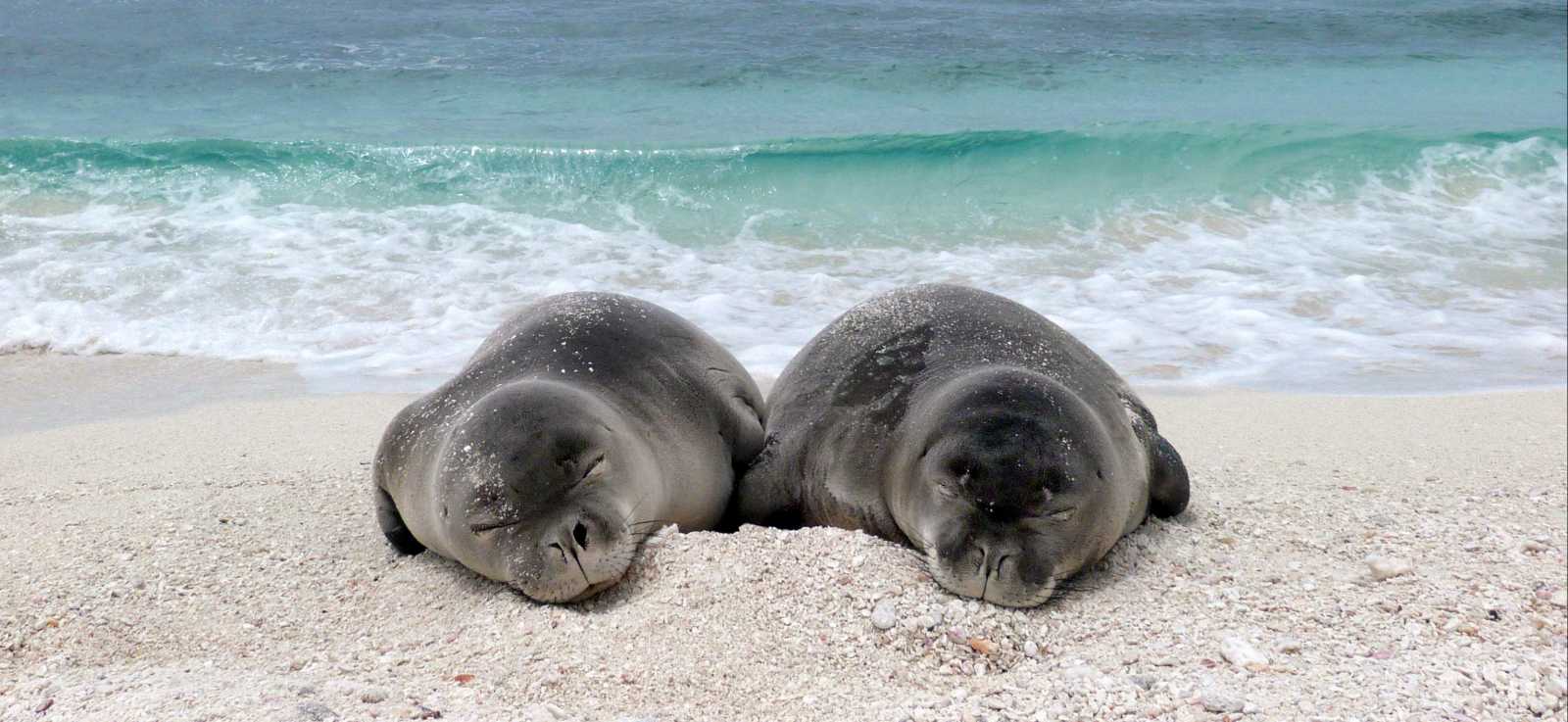 Two Hawaiian monk seals sleeping on the beach.