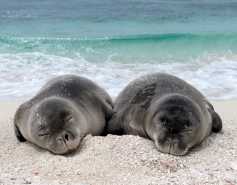 Two Hawaiian monk seals sleeping on the beach.