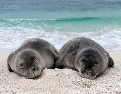 Two Hawaiian monk seals sleeping on the beach.
