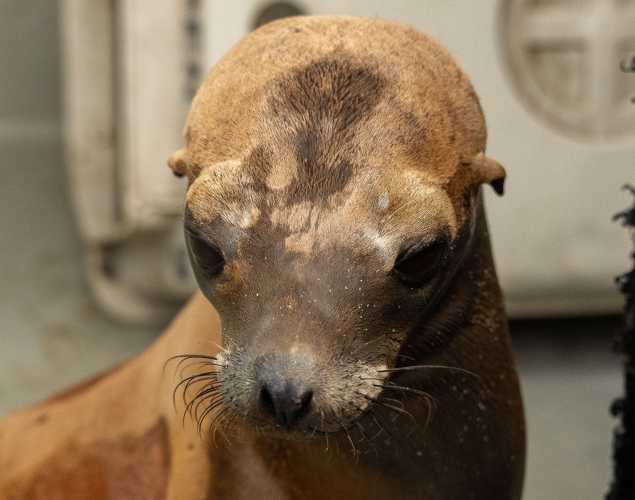 California sea lion Jindoli