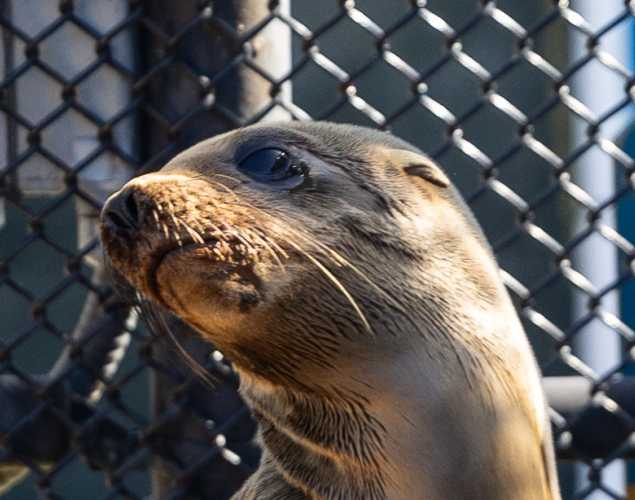 California sea lion Cotton