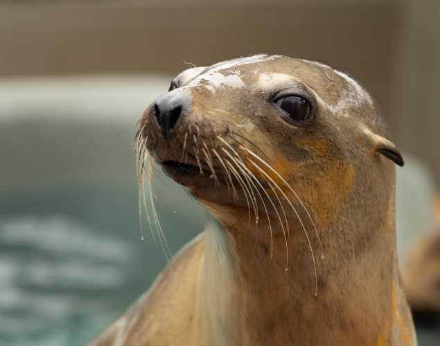 California sea lion Barbecue