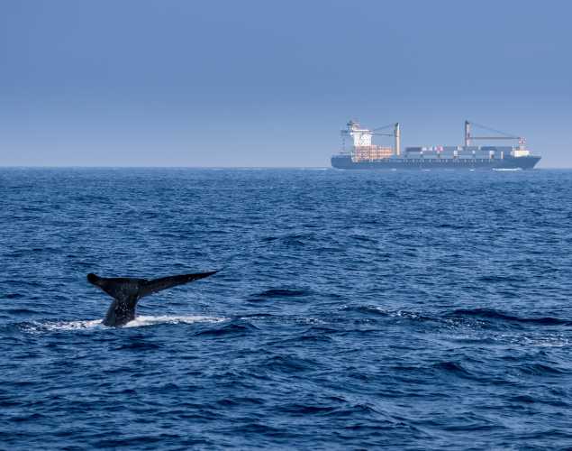 blue whale tail visible above waterline with container ship in the background