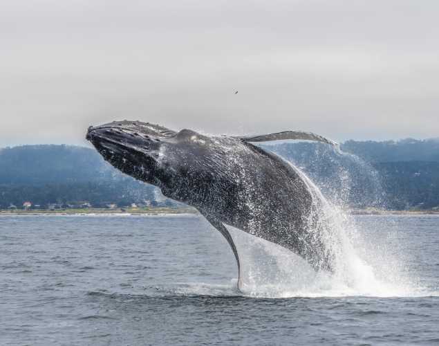Fran the humpback whale leaping out of the water