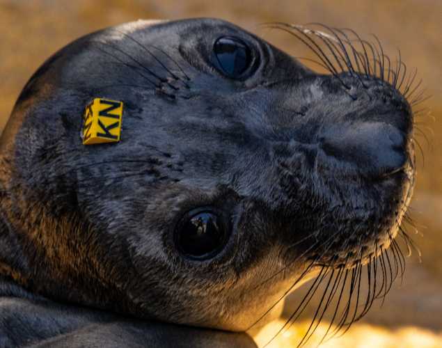 Northern elephant seal pup