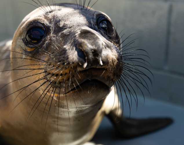 northern elephant seal Stills