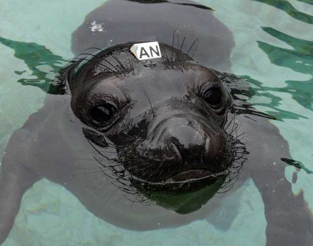 northern elephant seal Banyan