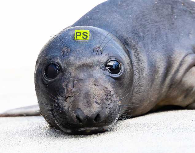 northern elephant seal Premier