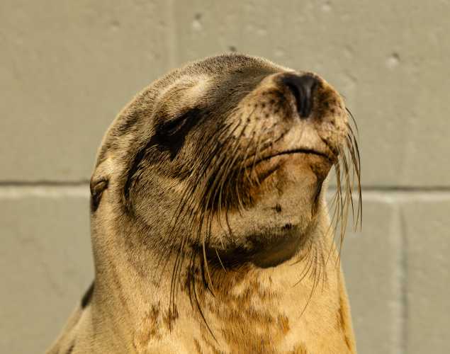 California sea lion Smoggy