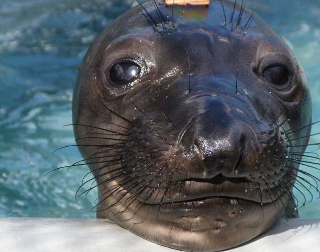 northern elephant seal Fredelle