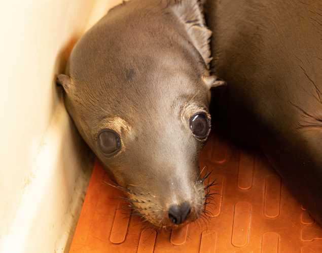 California sea lion Blanket