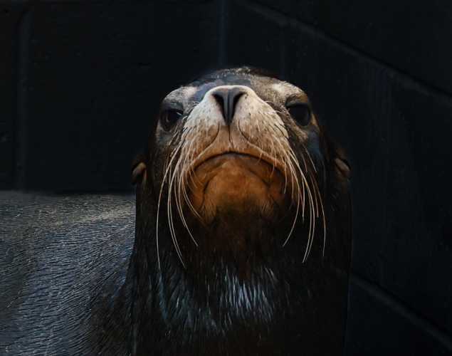 California sea lion Bushes